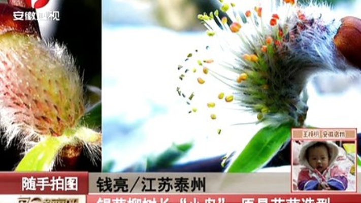 钱亮／江苏泰州：银芽柳树长“小鸟”原是花芽造型[每日新闻报]
