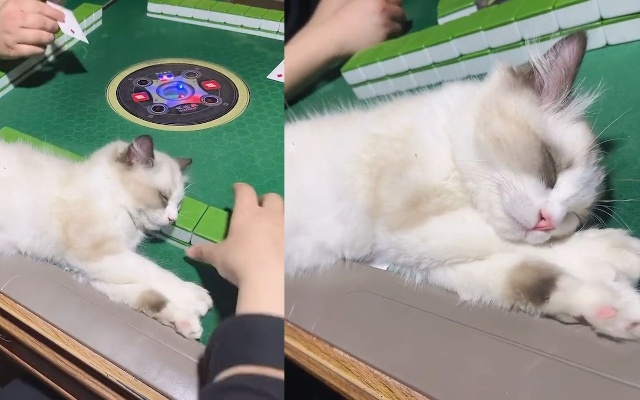 小猫咪爱听打麻将睡麻将桌上，主人怎么打牌都不醒，画面萌翻了！