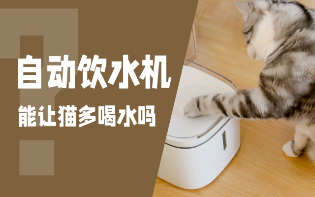 自动饮水机真的能让猫咪多喝水吗？【大喵子实验室】