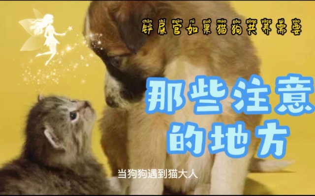 【51】猫狗共养有哪些忌讳，猫狗真的不能一起养吗？