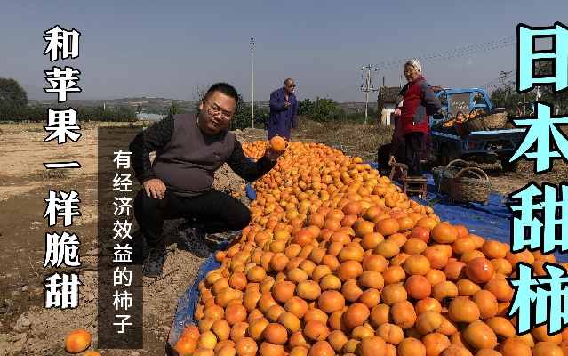 农村新品种柿子树，脆甜耐运输，能给农民带来经济效益的柿子
