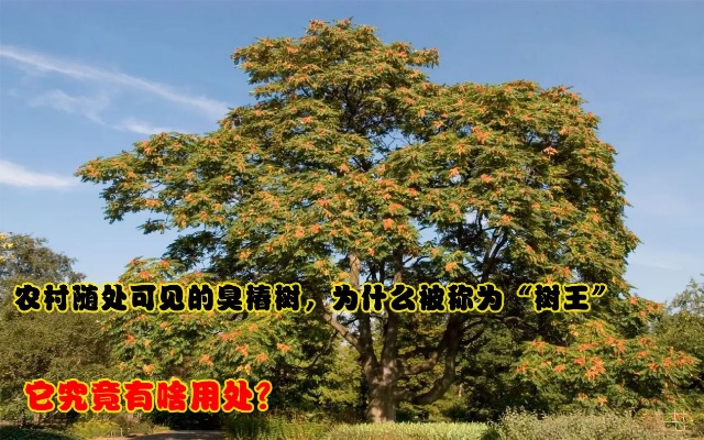 农村随处可见的臭椿树，为什么被称为“树王”，它究竟有啥用处？