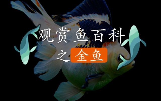 中国传统观赏鱼你了解多少？