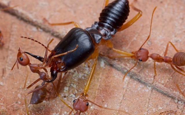 白蚁和蚂蚁的亿年虐恋