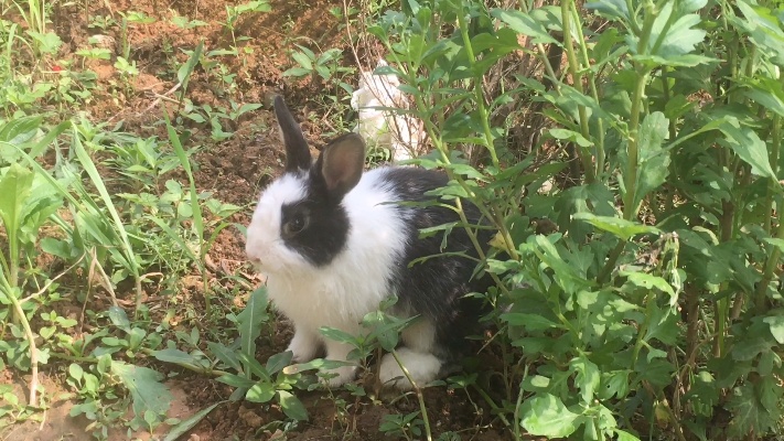 小路家的小兔子太可爱了，开心的在屋后吃草。