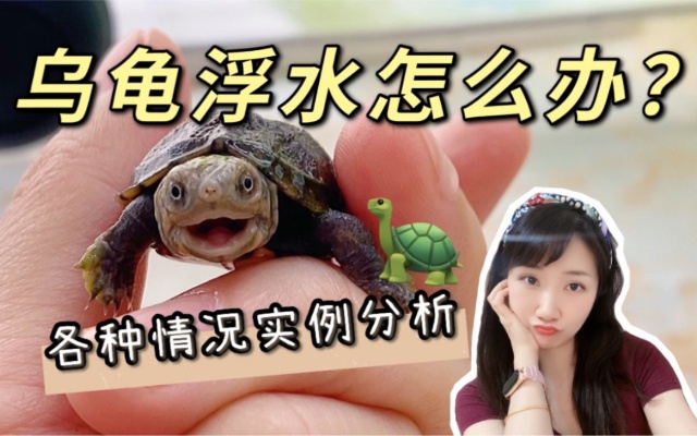网友送来两只小乌龟浮水了！别害怕，教你如何判断龟龟生病了