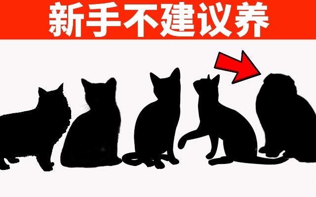 新手不建议养的5种猫，特别是最后一种，老司机也不能养！【初识猫咪EP4】