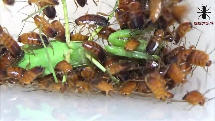 当螳螂碰见一群蟑螂，能全身而退吗
