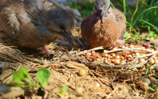 小斑鸠野外生活的第一天，终于会自己吃东西了，撒一地让它们吃