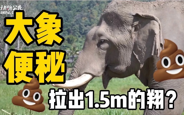 大象便秘好转后，竟拉出1.5m的翔？