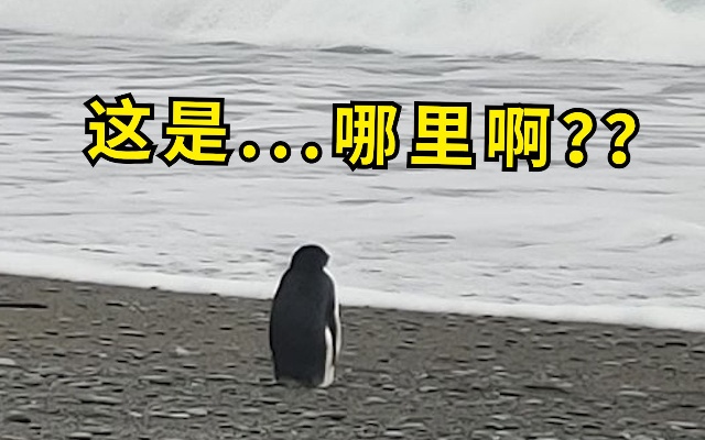 南极企鹅迷路3200公里游到新西兰，兴奋上岸后一脸懵：这是哪啊？