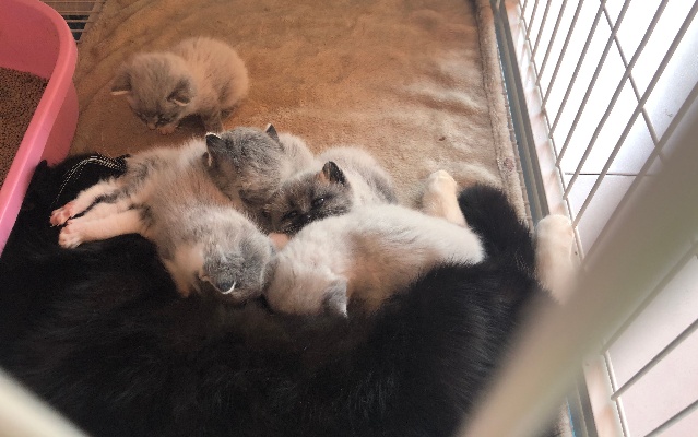 流浪猫妈妈意外怀孕，生出七只不一样的猫宝宝，长得都太有特点！