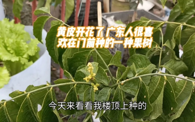 黄皮开花了 广东人很喜欢在门前种的一种果树