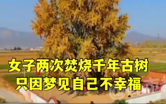 梦见树是自己不幸福的原因，女子放火焚烧1100年银杏树
