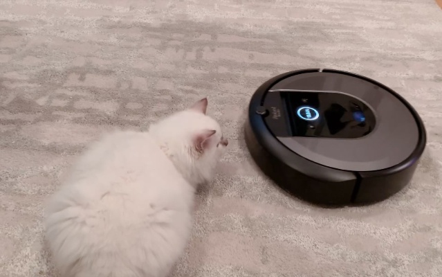 【布偶猫】遭遇扫地机器人，怕得不得了
