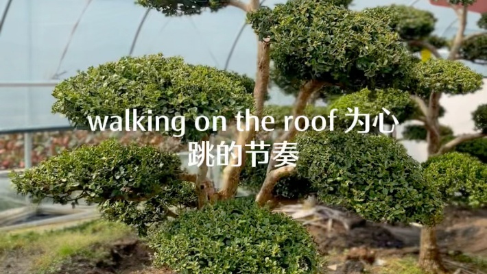 四季常青的黄杨造型树，高2米，冠1.5米，粗度10公分。别墅庭院植物#盆景园艺#造型树
