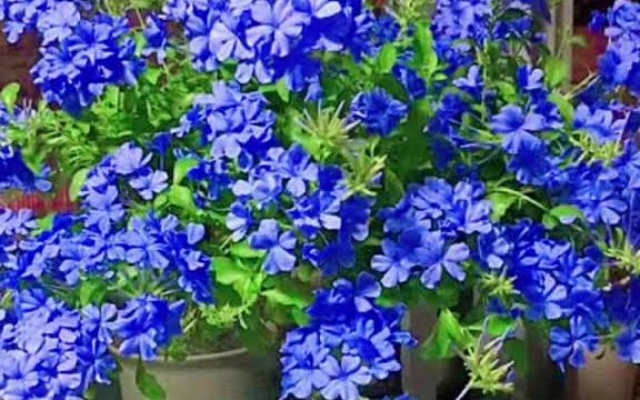 阳台公认蕞好养的开花植物，花期超长开花漂亮、不得病不长虫，对光照要求不高，阳台必养