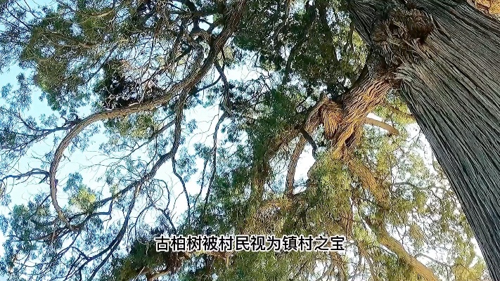 华北有“身份证”的1600年古柏树，到底长啥样
