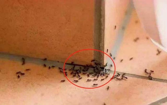 家里有蚂蚁不用开水不用药，家里撒一把，蚂蚁不敢来你家，快试试
