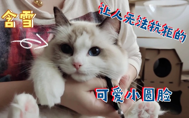 【布偶猫】海双妹妹含雪的视频更新啦！公猫or母猫？