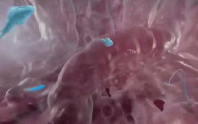 【超实景】油管一千万次播放：精子和卵子的受孕过程！