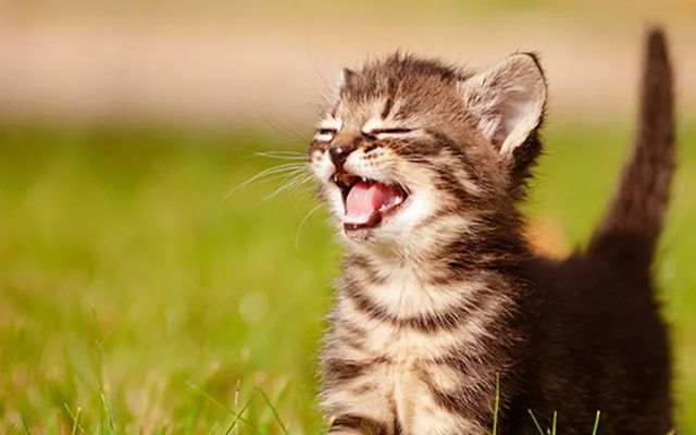 猫叫的声音都意味着什么？你了解你家猫猫叫声的含义吗？