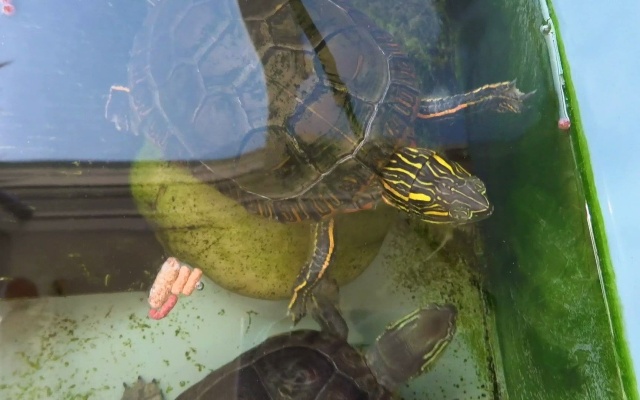 【龟】裸缸养龟，还是给龟缸放底材，聊聊哪些材质的垫材更适合。