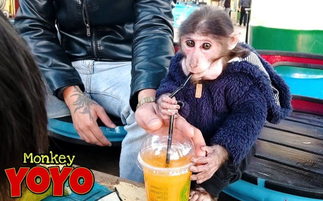 把小猴带到公共场合，居然比人类幼崽还要听话？