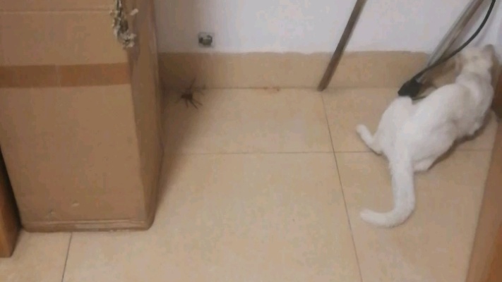 家里好大一只蜘蛛，在箱子缝隙，现在怎么办在线等急！