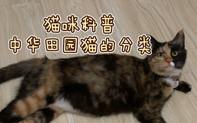 【猫咪科普】中华田园猫的详细分类