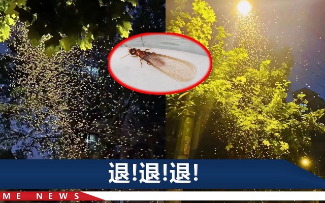 白蚁“大军”夜袭上海，市民不敢睡觉：一晚上徒手掐死了10几只