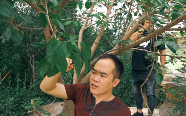 发现了一棵桑树，树上结满了桑葚，俩人这回可吃了个够！郑州索河郊野公园