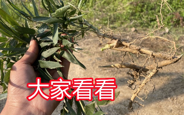 这种很常见的竹子，有钱人为什么很喜欢种家里，你知道吗