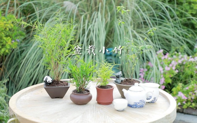 盆栽小竹