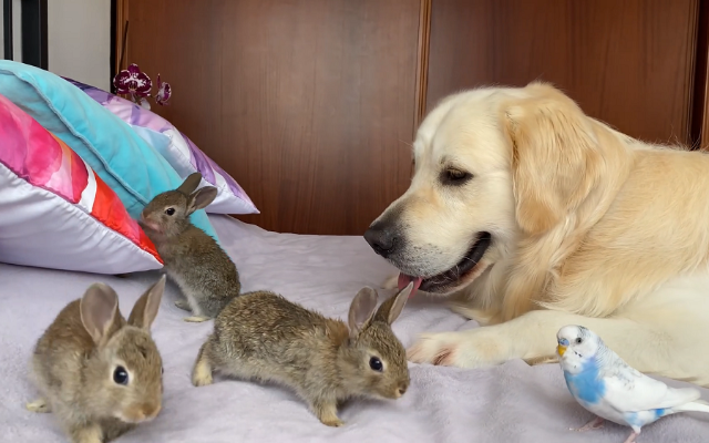 过于可爱！金毛、兔宝宝与鹦鹉成为了好朋友