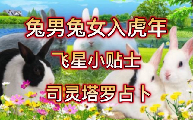 司灵塔罗占卜：兔男兔女虎年飞星小贴士