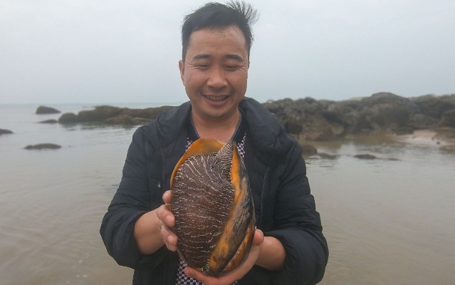 大叔今天撞大运了！赶海捡到一个三斤多的巨螺，抓的青蟹还全是大的