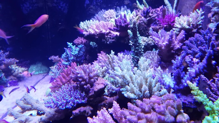 【海缸】家庭中型纯硬骨SPS珊瑚缸欣赏