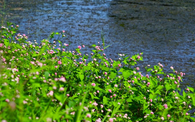 空镜头视频 植物野花粉色花朵 素材分享
