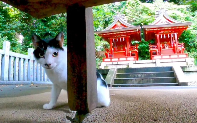 神社的黑白猫虽然令人担忧，但还是很可怕