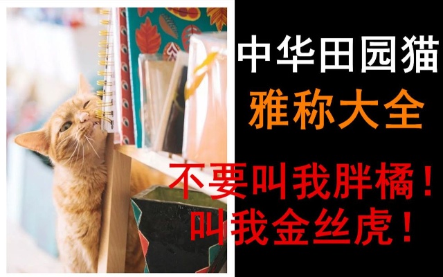 中华田园猫雅称大全，中国古代名猫谱
