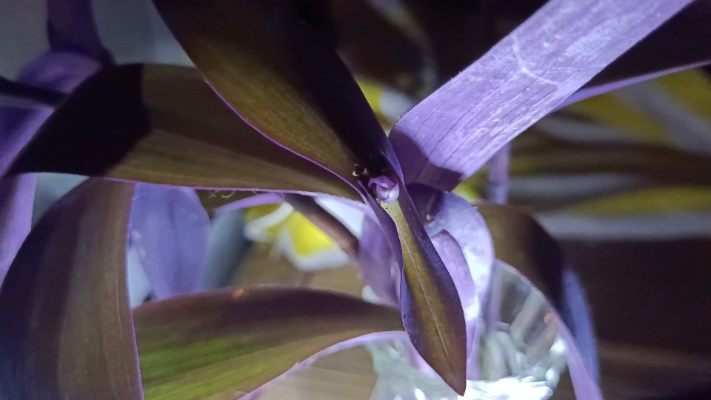 紫竹梅开花