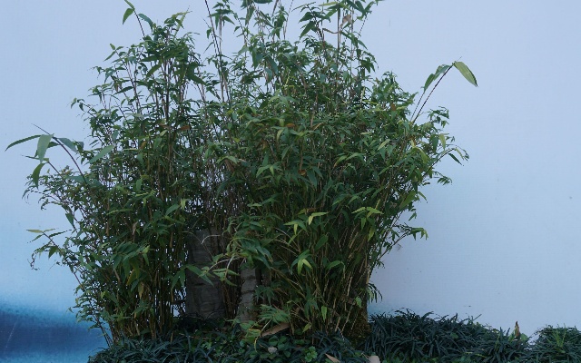 迷你版竹子凤尾竹，植株矮小，最适合做家庭盆栽啦