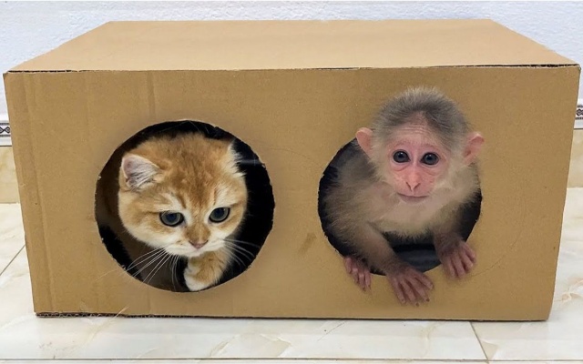 BiBi猴和小猫一起玩躲猫猫！