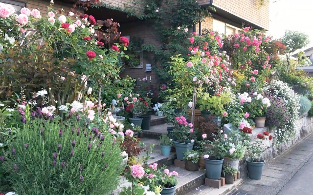 庭前容器花园丨居然用盆子也能种出如此丰富的花园搭配，各种月季、花灌木及宿根花卉