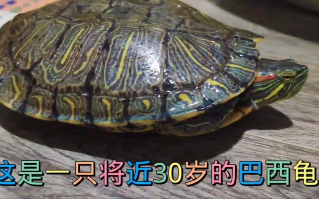 刘阿卷从小养的一只乌龟，现在已经快30岁了，还能活多久