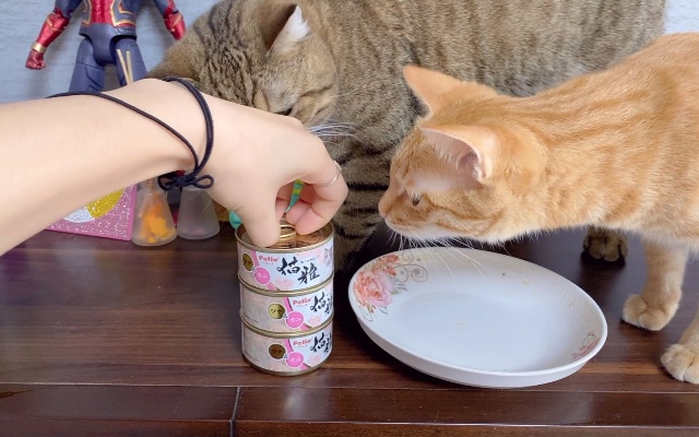 猫咪太旺家被主人当作招财猫，每次打麻将前都得准备俩罐头犒劳