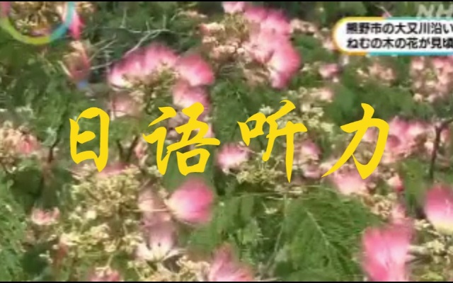日语听力 合欢树上的花盛开，迎来了赏花的好时节。助詞とは