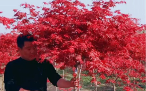 红枫风景树适合庭院别墅农家小院绿化栽植