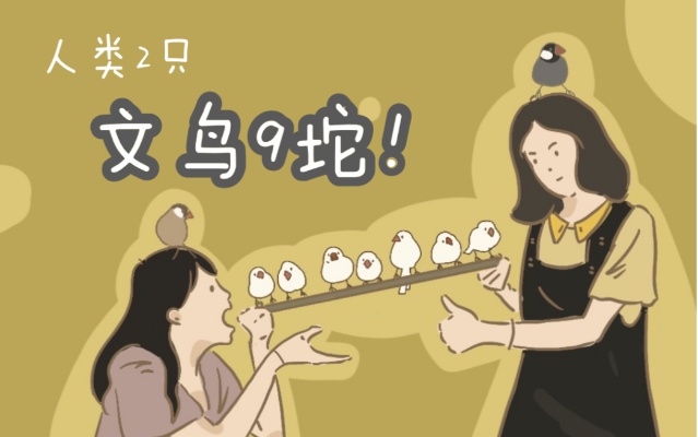 【文鸟】养 鸟 家 庭 介 绍